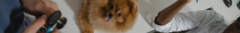 Banner da categoria Banquetas veterinárias
