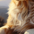Poster A3 - Cachorro #15 - comprar online
