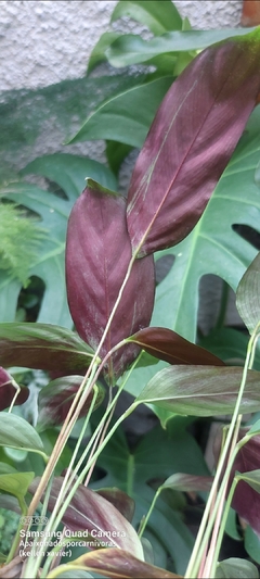 Maranta- cinza na internet