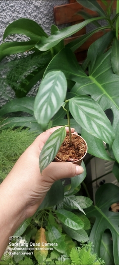 Maranta- cinza - comprar online