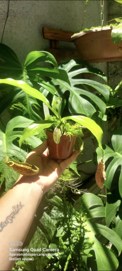 Nepenthes wrigleyana M