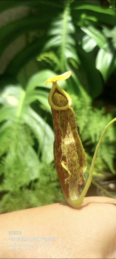 Nepenthes wrigleyana M - loja online