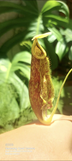 Nepenthes wrigleyana M - Apaixonados por Carnivoras
