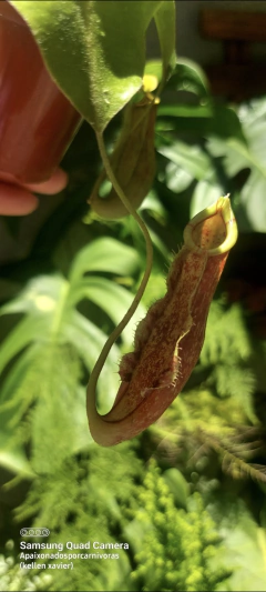 Nepenthes wrigleyana M - comprar online