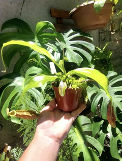 Nepenthes wrigleyana M na internet