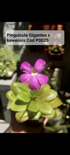 Pinguicula Gigantea x kewensis na internet