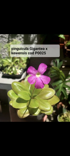 Pinguicula Gigantea x kewensis - Apaixonados por Carnivoras