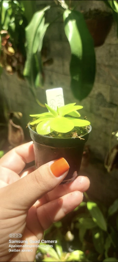 Pinguicula Gigantea x kewensis - comprar online