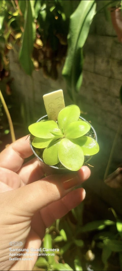 Pinguicula Gigantea x kewensis
