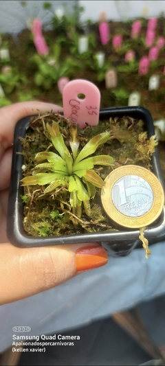 Dionaea Crocodile