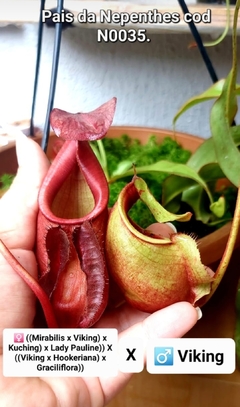 Nepenthes sem identificação - loja online