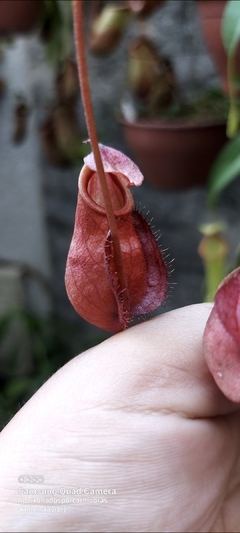 Nepenthes sem identificação - comprar online