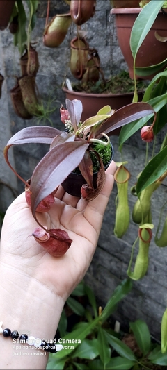 Nepenthes sem identificação na internet