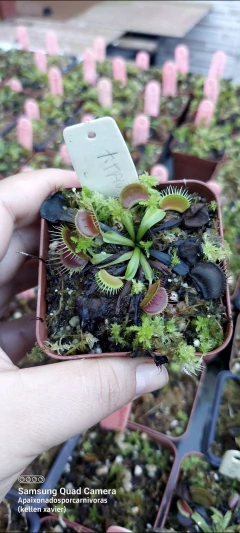 Dionaea Titan - comprar online