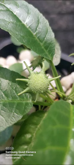 Dorstenia foetida ( NÃO CARNIVORA) - loja online