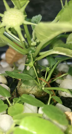 Imagem do Dorstenia foetida ( NÃO CARNIVORA)