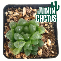 Haworthia Cymbiformis v.transiens ?