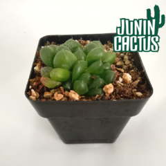 Haworthia Cymbiformis v.transiens ? - comprar online