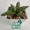 Gasteria Batesiana