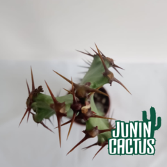Euphorbia sp (sin identificar) - comprar online