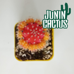 Gymnocalycium Mihanovichii injertado en internet