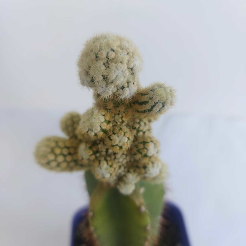 Mammillaria Elongata cv. Golden Nugget