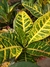 Plantas de Interior