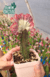 Euphorbias y otras plantas