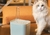 Imagem do Fonte de água para gatos com filtro automático USB elétrico silencioso bebedo