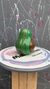 AGUACATE en internet