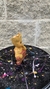 GROOT - comprar online