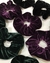 SCRUNCHIE VELUDO - comprar online