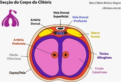 Secção do corpo do clitóris - comprar online