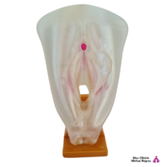 Vulva 3d com clitóris - LÁBIOS ASSIMÉTRICOS