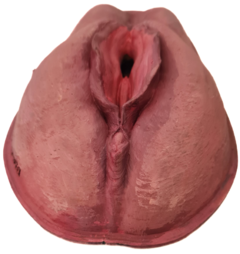 Vulva 3D com pintura realista - online store