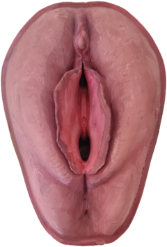 Vulva 3D com pintura realista - buy online