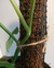 Coco Pole / Tutor de Coco Chips - comprar online
