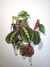 Propagador Muro para Esqueje / Florero - comprar online