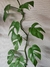 Soporte Pared Plantas Trepadoras Pack 5 Unidades en internet