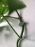 Soporte Pared Plantas Trepadoras Pack 5 Unidades - comprar online