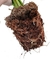 Fibra de Coco en Chips - comprar online