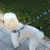 Conjunto de Guia e Peitoral para Cachorro em H - Bluegreen - comprar online