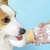 Garrafa De Água Portátil Premium para Cachorro|Branco|350ml - comprar online