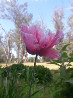 Amapolas Mix rosadas en internet