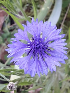 Centaurea Azul - comprar online