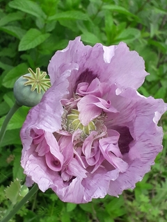 Amapolas Mix rosadas