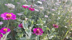 Zinnias Elegans. Mix tonos rosados - flora y barro