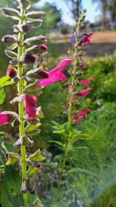 Salvia amistad