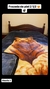 Frazada de tigre QUEEN 2 1/2 - comprar online