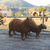 CAPIVARA MADEIRA - loja online
